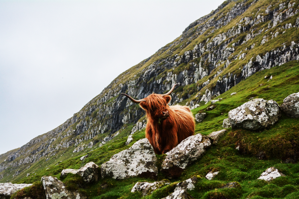 Is Scottish Gaelic An Endangered Language